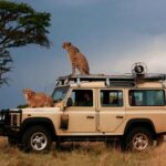safari transfer shuttle